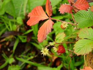 %e3%83%af%e3%82%a4%e3%83%ab%e3%83%89%e3%83%99%e3%83%aa%e3%83%bc