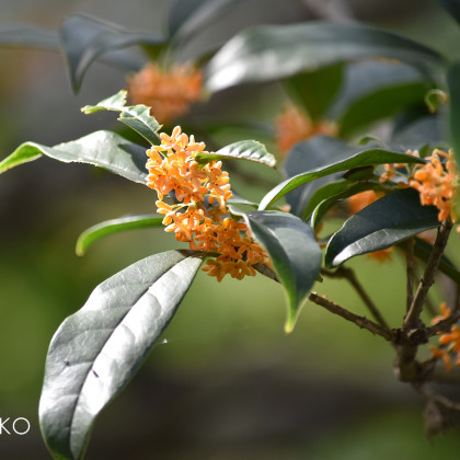 %e3%81%8d%e3%82%93_0171