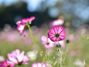 %e3%82%b3%e3%82%b9%e3%83%a2%e3%82%b9679