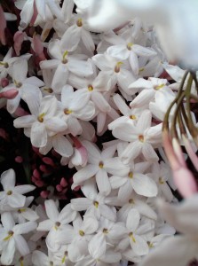 13007371_996036037145877_6492943155932473677_n[1]