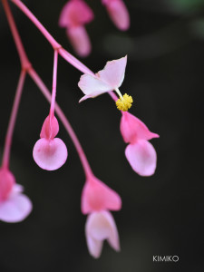 しゅうかいどう