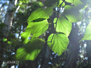 %e3%81%8d%e3%81%b0_0602