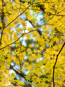 %e7%b4%85%e8%91%893_1362