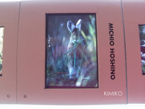 %e3%81%86%e3%81%95%e3%81%8e