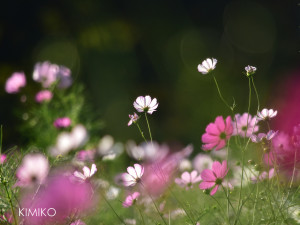 %e3%81%93%e3%81%99%e3%82%82%e3%81%99%ef%bc%930768