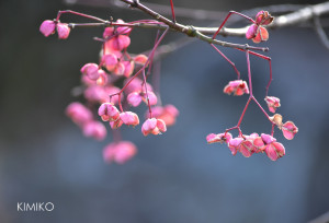 %e3%83%9e%e3%83%a6%e3%83%9f0695