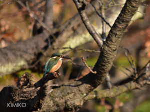 かわせみDSC_0311