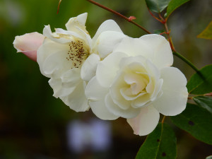 %e5%86%ac%e8%96%94%e8%96%87