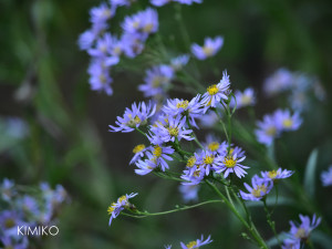 %e7%b4%ab%e8%8b%911093