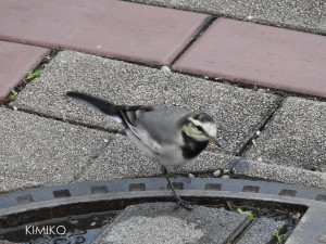 %e3%82%bb%e3%82%ad%e3%83%ac%e3%82%a425059