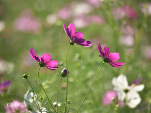 %e3%82%b3%e3%82%b9%e3%83%a2%e7%a5%960729