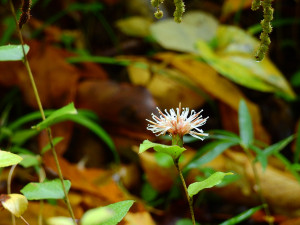 %e3%81%bb%e3%81%86%e3%81%8d