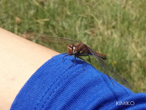 %e3%81%a8%e3%82%93%e3%81%bc09730