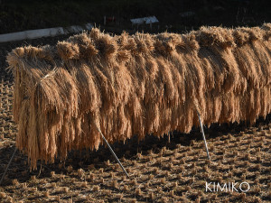 はざかけDSC_0910