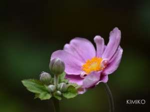 %e3%81%97%e3%82%85%e3%81%86%e3%82%81%e3%81%84