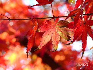 %e3%82%82%e3%81%bf%e3%81%982