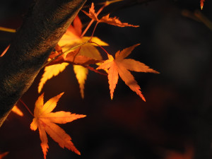 %e3%82%82%e3%81%bf%e3%81%982