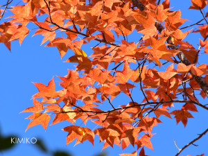 %e7%b4%85%e8%91%89_0021