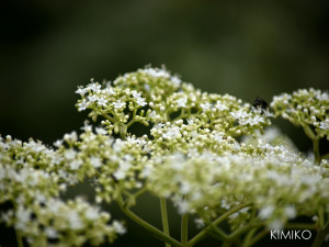 %e3%81%8a%e3%81%a8%e3%81%93jpg