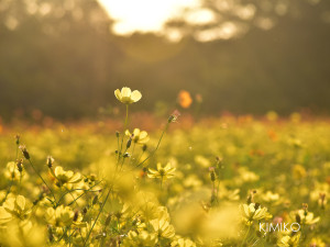 %e3%81%93%e3%81%99%e3%82%82%e3%81%99%ef%bc%951030