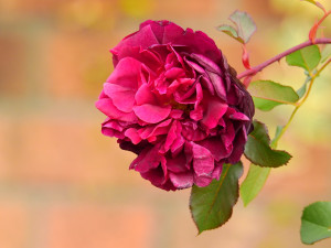 %e5%86%ac%e8%96%94%e8%96%87-3