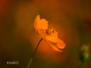 %e3%81%93%e3%81%99%e3%82%82%e3%81%9920985