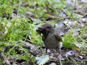 Ｍｉｓｓｉｏｎ！