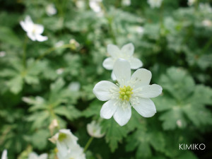 六つ切りDSC04337