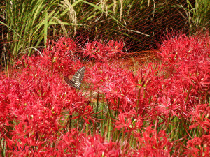 まんじゅしゃげ2