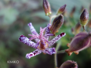 %e3%81%bb%e3%81%a8%e3%81%a8%e3%81%8e%e3%81%9909777