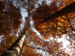 2六つ切りP1110177