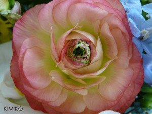 ラナンキュラス-a