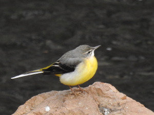 %e3%82%ad%e3%82%bb%e3%82%ad%e3%83%ac%e3%82%a4