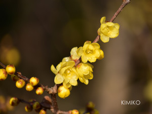 ろうばいDSC_0209