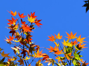 %e7%b4%85%e8%91%892_0249