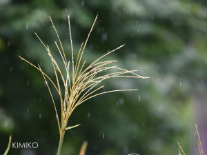 %e3%81%99%e3%81%99%e3%81%8d