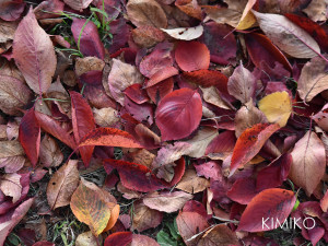 さくらもみじ_0825