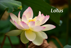 lotus