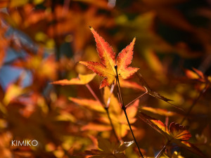 momijiDSC_0970